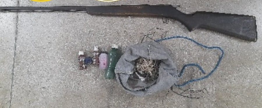 Roçado de maconha é erradicado e espingarda apreendida