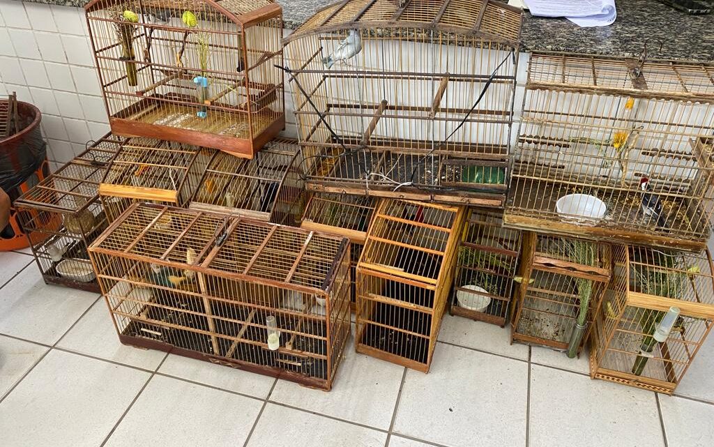 Treze homens presos por crime ambiental