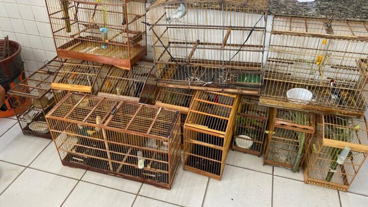 Treze homens presos por crime ambiental