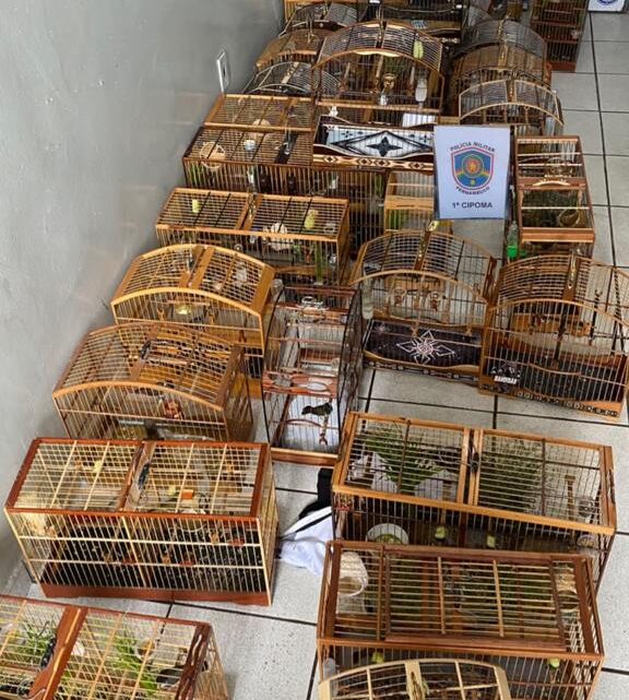 PM desmantela torneio ilegal de canto de aves e 38 pessoas são conduzidas para DP PM desmantela torneio ilegal de canto de aves e 38 pessoas são conduzidas para DP