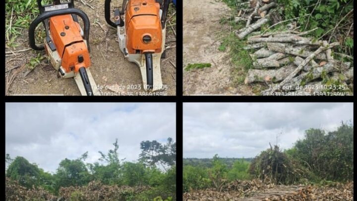 CIPOMA flagra quatro pessoas derrubando árvores em área de mata