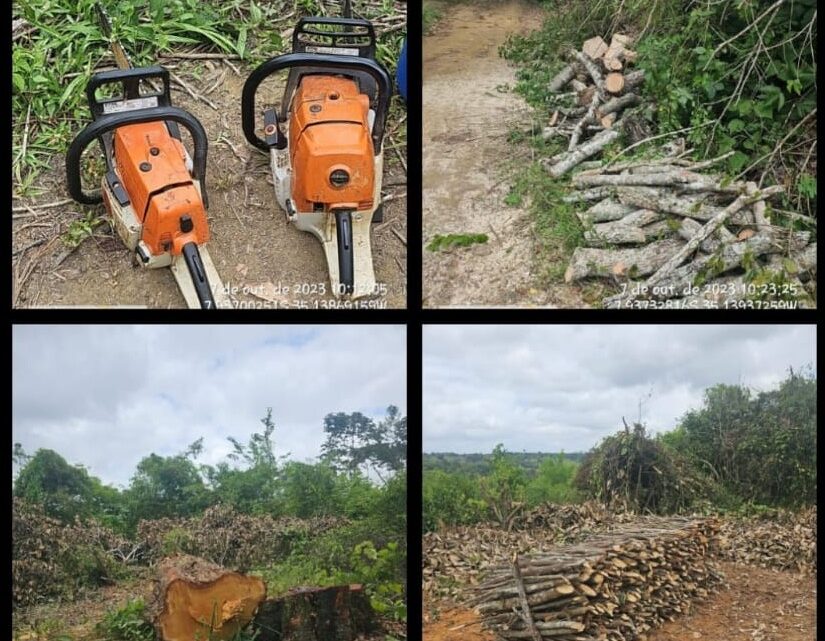 CIPOMA flagra quatro pessoas derrubando árvores em área de mata CIPOMA flagra quatro pessoas derrubando árvores em área de mata