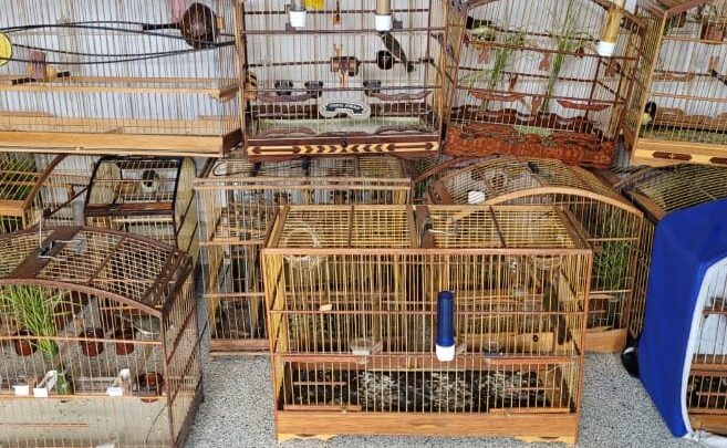 CIPOMA conduz 19 pessoas à DP por tráfico de animais