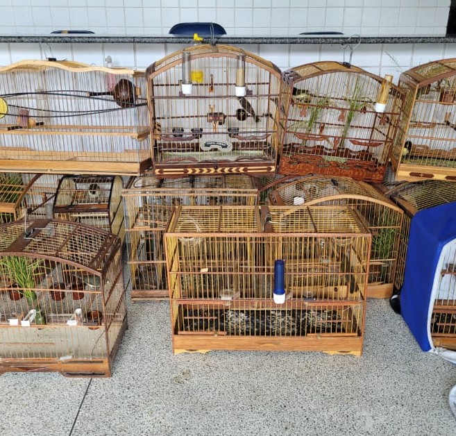 CIPOMA conduz 19 pessoas à DP por tráfico de animais