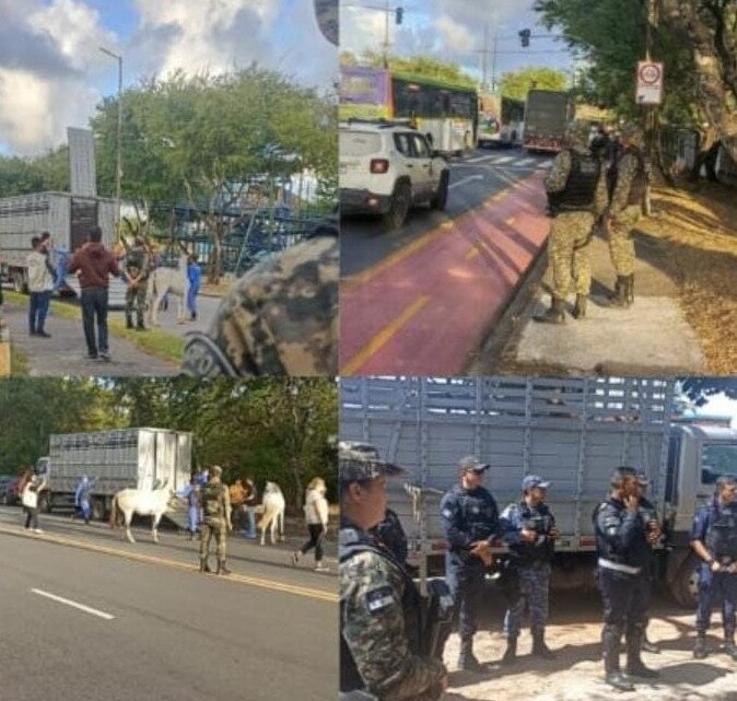 Operação conjunta apreende cavalos criados soltos nas ruas