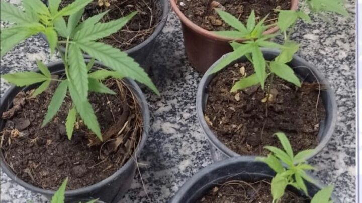 PM debela ponto de venda de drogas em residência