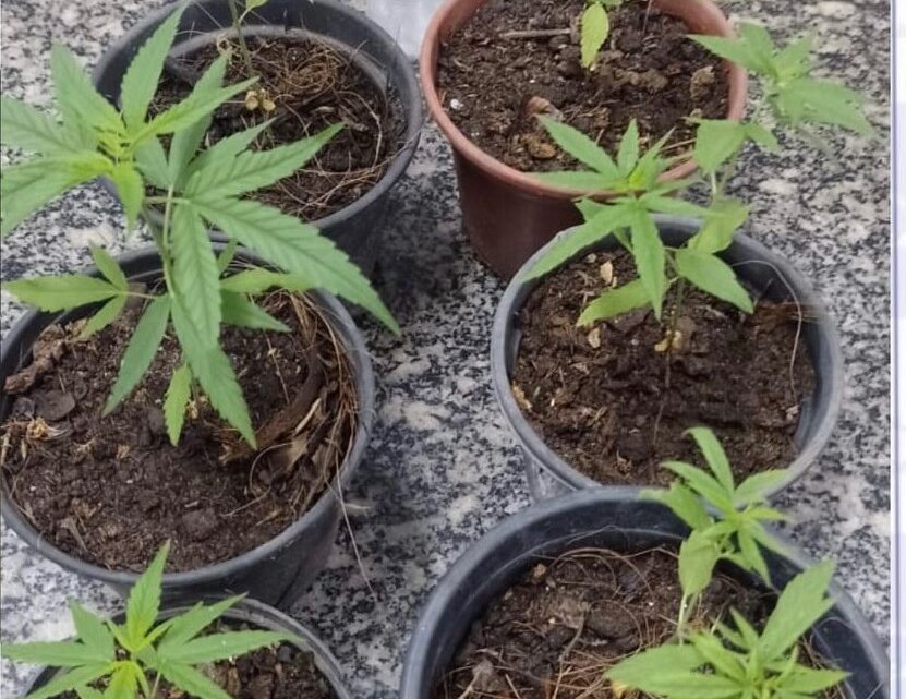PM debela ponto de venda de drogas em residência