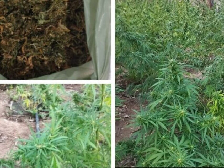 Mais de sete mil pés de maconha são incinerados Mais de sete mil pés de maconha são incinerados