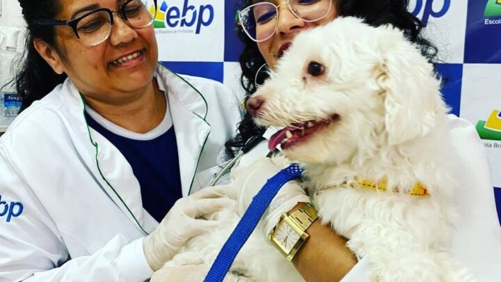 Vacinação antirrábica gratuita e adoção de cães e gatos serão realizadas, nesta sexta-feira (24), em Caruaru