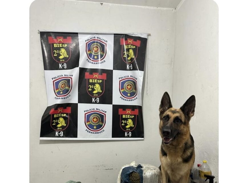 Cadela Haya encontra droga enterrada em assentamento