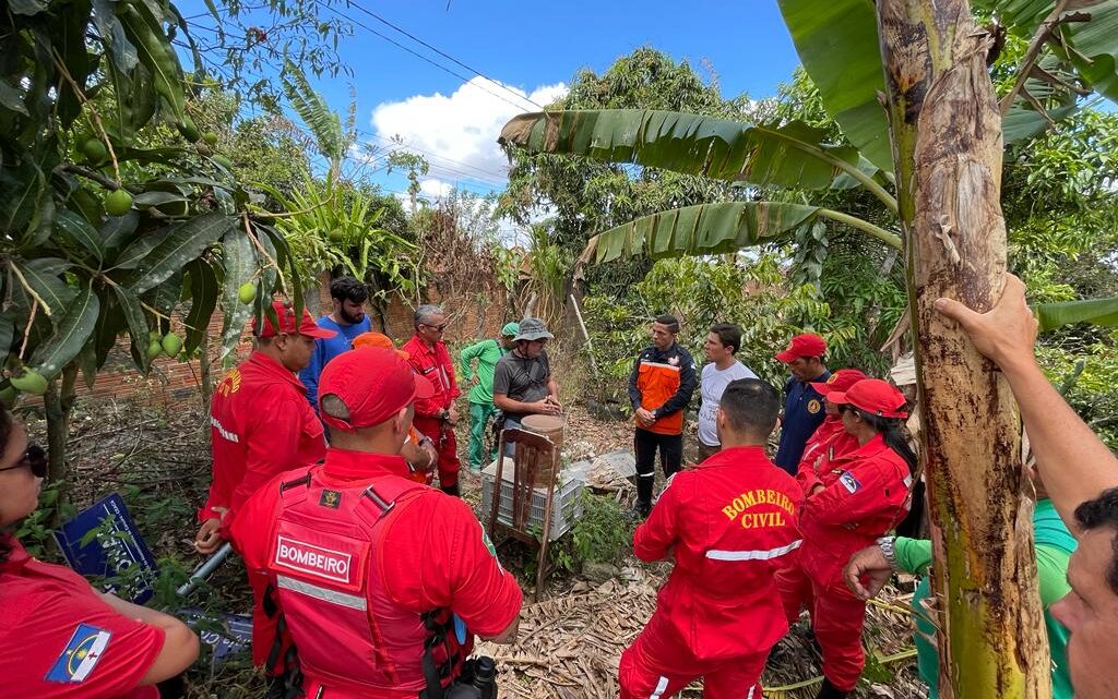 Bombeiros Civis da Secretaria de Ordem Pública participam de curso sobre captura de abelhas Bombeiros Civis da Secretaria de Ordem Pública participam de curso sobre captura de abelhas