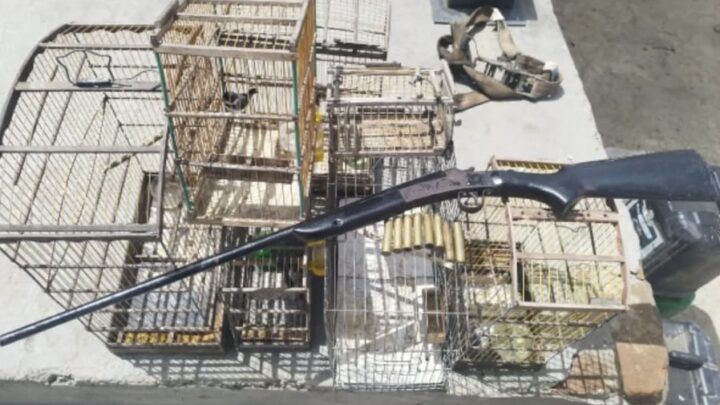 Homem é preso por posse de arma de fogo e aves silvestres, em Tacaimbó