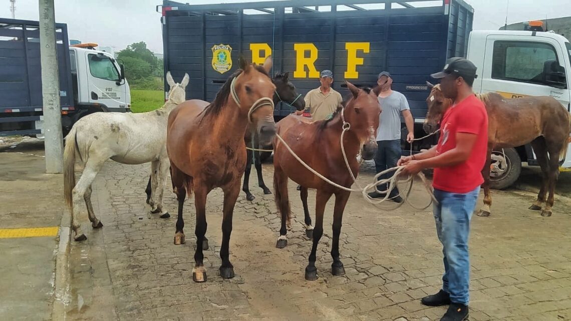 PRF realiza operação de recolhimento de animais no Agreste e Sertão de Pernambuco