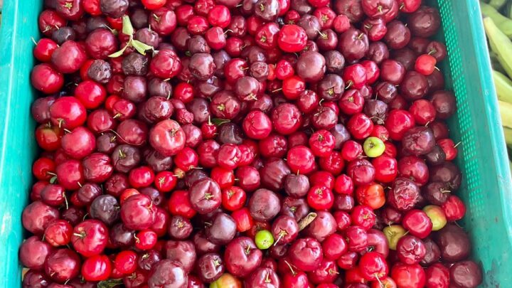 Caruaru recebe doação de alimentos em parceria entre Prefeitura e Programa de Aquisição de Alimentos