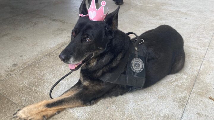 Heroína de 4 patas: morre cadela policial que atuou na detecção de explosivos na Copa