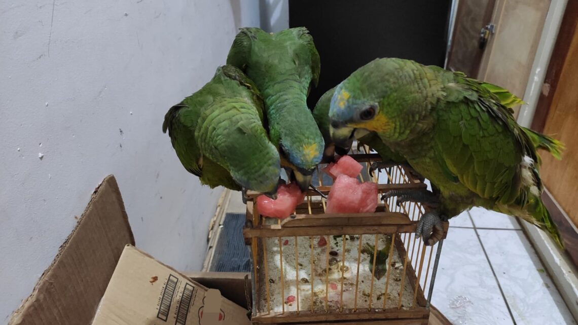 PRF resgata 85 aves silvestres no Sertão-PE, que seriam levadas para feira de Caruaru PRF resgata 85 aves silvestres no Sertão-PE, que seriam levadas para feira de Caruaru