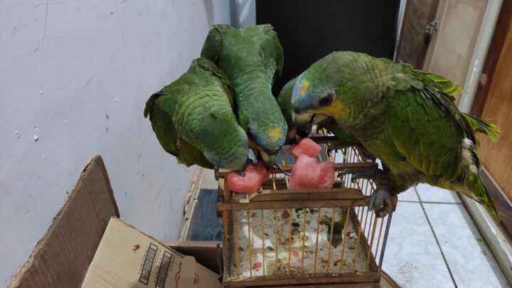 PRF resgata 85 aves silvestres no Sertão-PE, que seriam levadas para feira de Caruaru