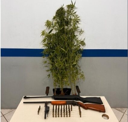 PM prende dois homens, apreende armas e pés de maconha