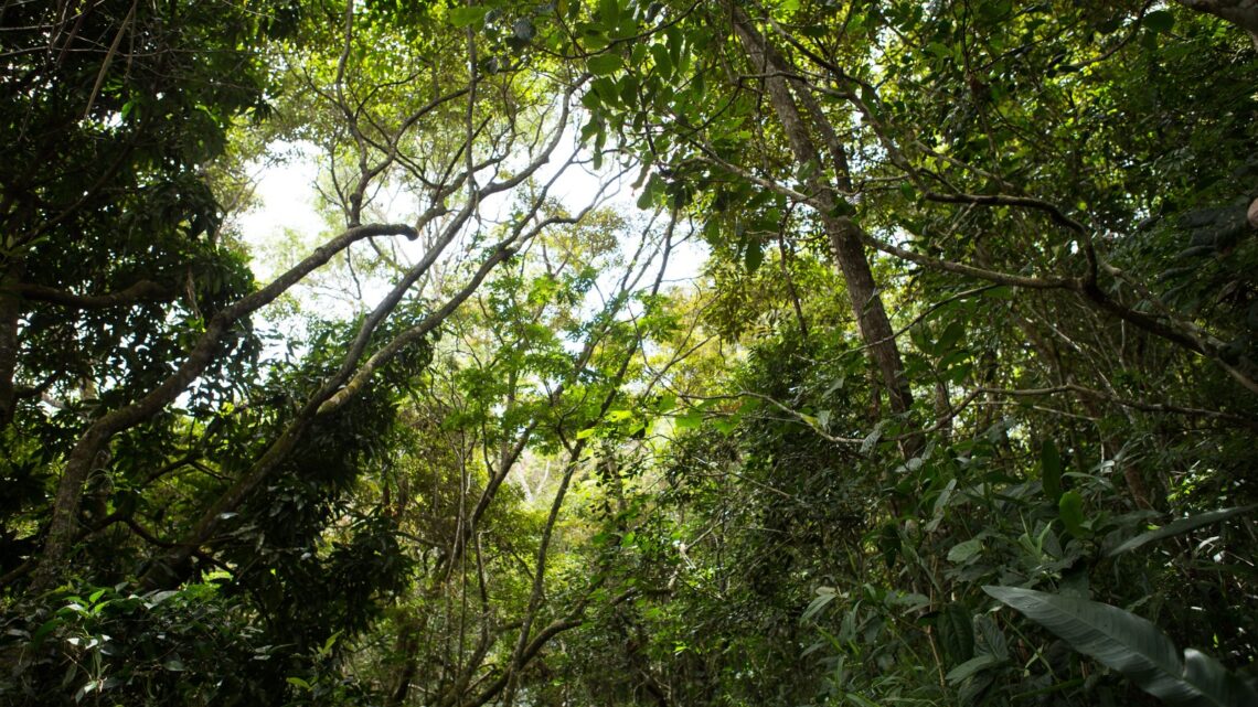 Dia Internacional da Floresta será comemorado no Parque Natural Municipal Professor João Vasconcelos Sobrinho Dia Internacional da Floresta será comemorado no Parque Natural Municipal Professor João Vasconcelos Sobrinho
