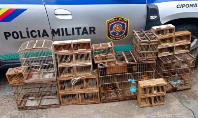 PM apreende mais de 50 pássaros em cativeiro