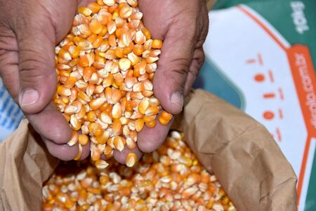Milhares de famílias serão contempladas com a distribuição de milho e de feijão em Caruaru Milhares de famílias serão contempladas com a distribuição de milho e de feijão em Caruaru