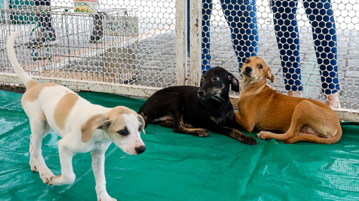 AME Animal promove campanha para doação de cães e gatos no Marco Zero