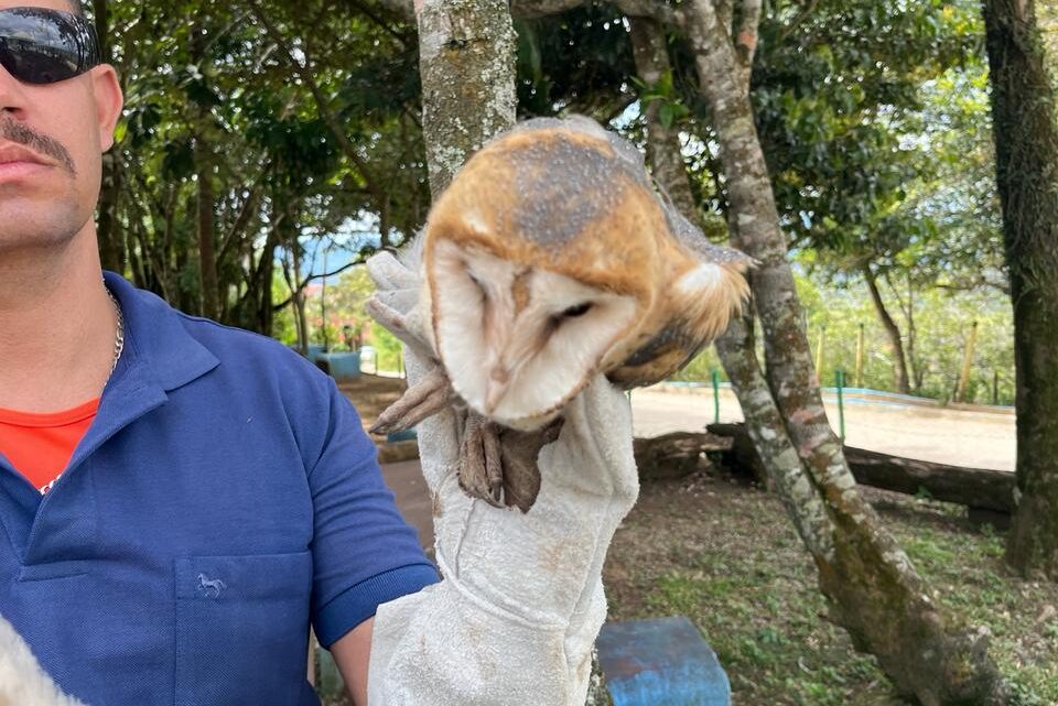 Corujas são resgatadas pela Defesa Civil de Caruaru