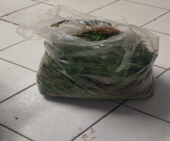 PM incinera 100 mil pés de maconha PM incinera 100 mil pés de maconha