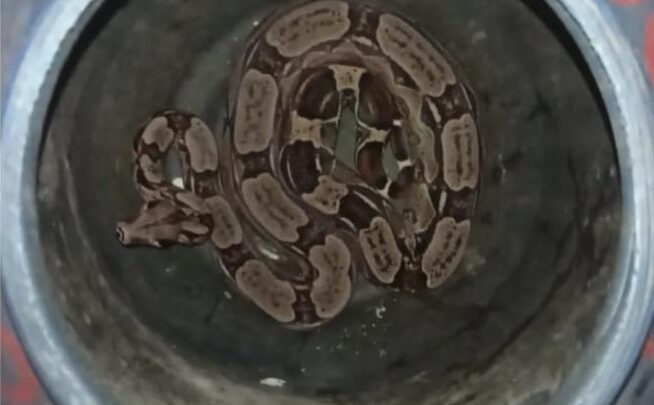 PM resgata mais animais silvestres