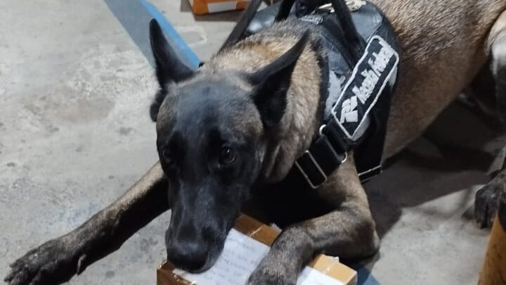 Receita Federal detecta entorpecentes em encomendas postais no Centro de Triagem dos Correios avaliados em 773 mil reais