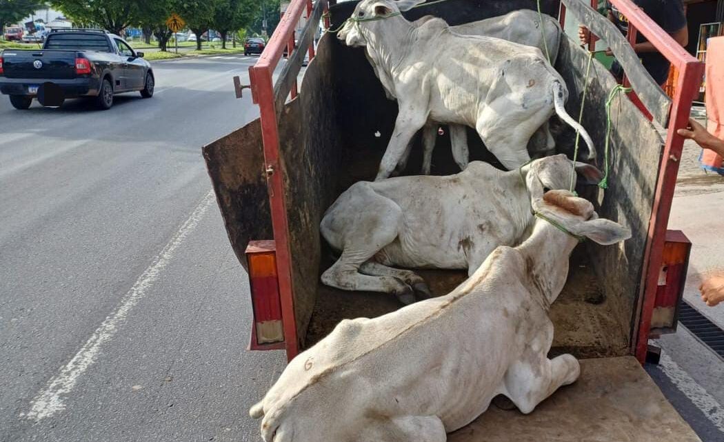 PRF flagra bois que saíram de Caruaru para Alhandra, sendo transportados de forma irregular