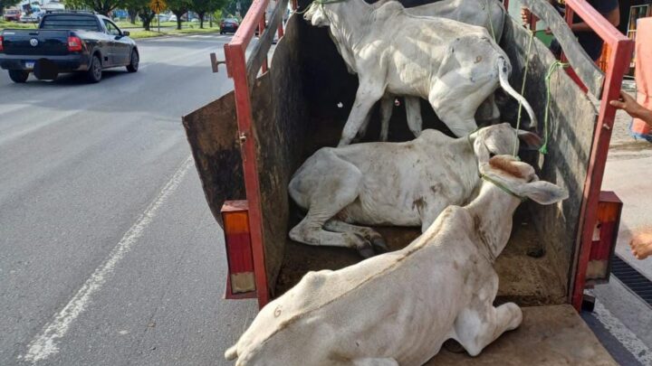PRF flagra bois que saíram de Caruaru para Alhandra, sendo transportados de forma irregular