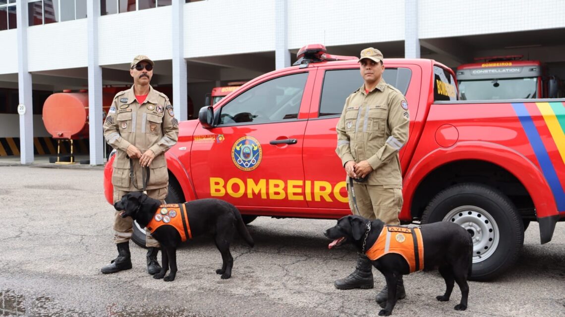 Pernambuco envia cães ao Rio Grande do Sul para ajudar nas buscas por desaparecidos Pernambuco envia cães ao Rio Grande do Sul para ajudar nas buscas por desaparecidos