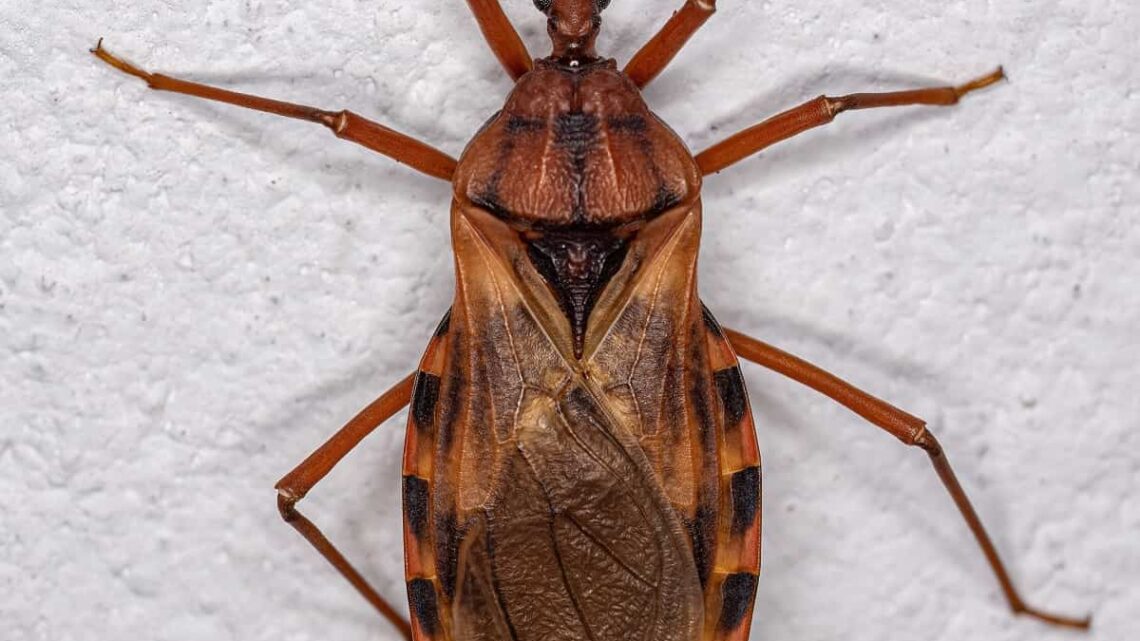 Secretaria de Saúde de Caruaru passa a contar com ferramenta para identificação do inseto causador da doença de Chagas Secretaria de Saúde de Caruaru passa a contar com ferramenta para identificação do inseto causador da doença de Chagas