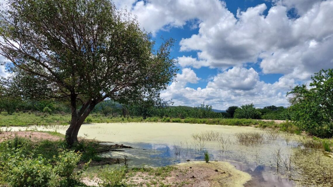 Pernambuco é o único estado do Brasil a reduzir o desmatamento da Caatinga