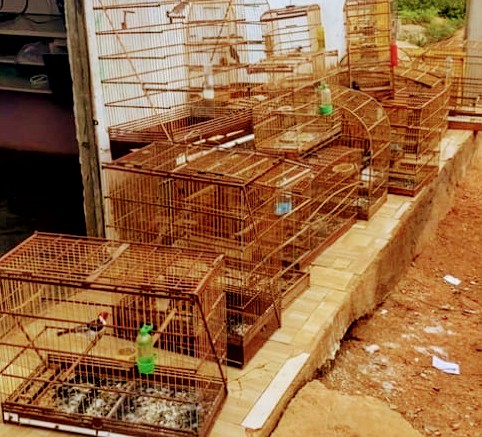 Crime ambiental: homem é preso por criar aves silvestres em Caruaru Crime ambiental: homem é preso por criar aves silvestres em Caruaru