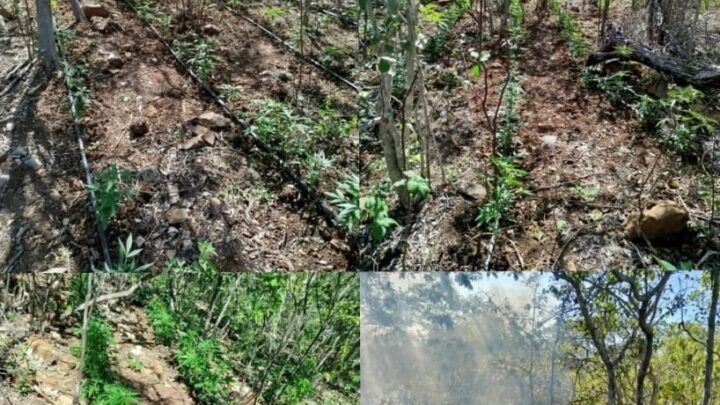 Drone ajuda na localização de dois roçados de maconha