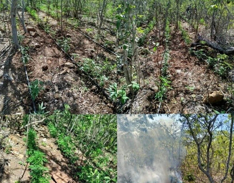 Drone ajuda na localização de dois roçados de maconha Drone ajuda na localização de dois roçados de maconha