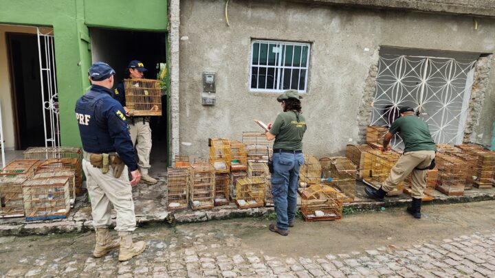 Operação apreende 171 aves silvestres que eram criadas em gaiolas e aplica multa de R$ 81,9 mil