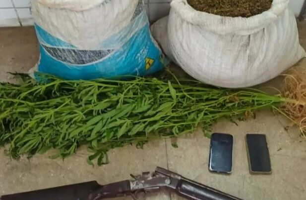 PM erradica plantio de maconha e apreende mais de 18kg prontos para o consumo