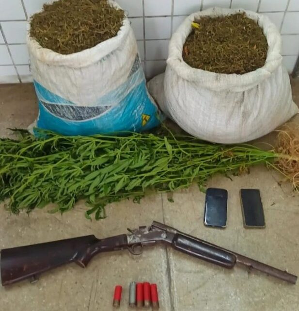 PM erradica plantio de maconha e apreende mais de 18kg prontos para o consumo