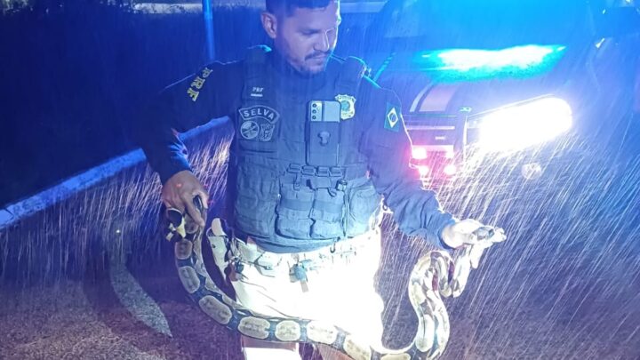 PRF resgata duas jiboias na BR 104, em Caruaru