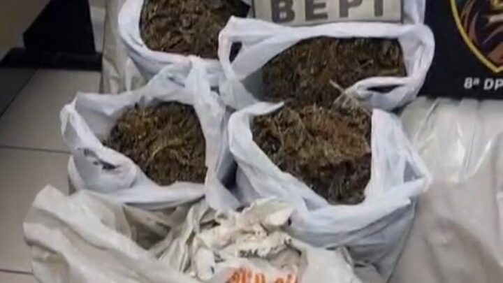 Polícia apreende 268kg de maconha no Sertão