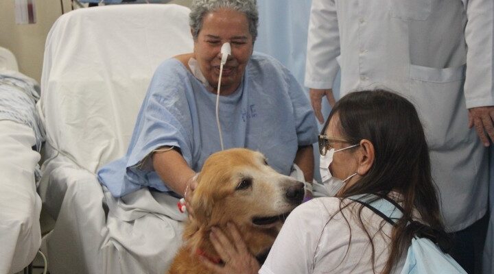 Cachorros levam alegria e diminuem o estresse no Hospital dos Servidores do Estado