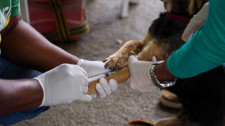 Inscrições abertas para palestras da VII Semana Municipal de Prevenção e Controle da Leishmaniose em Caruaru