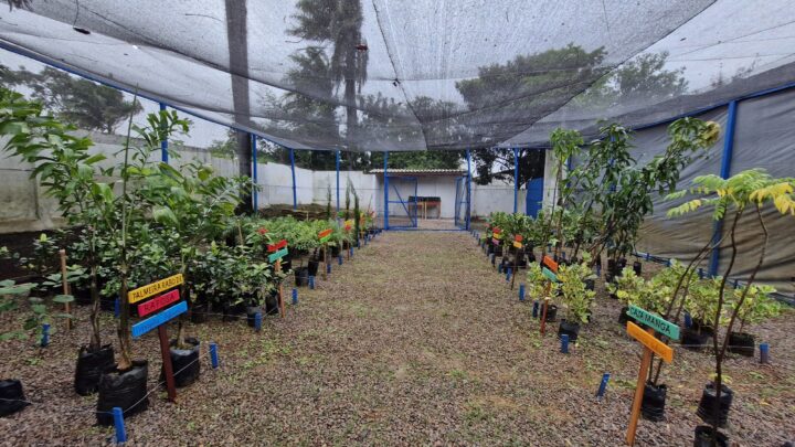 Granito e Triunfo inauguram viveiros florestais e aderem ao Movimento Plantar Juntos