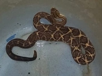 Cipoma resgata cobra, cágado e timbus em residências Cipoma resgata cobra, cágado e timbus em residências