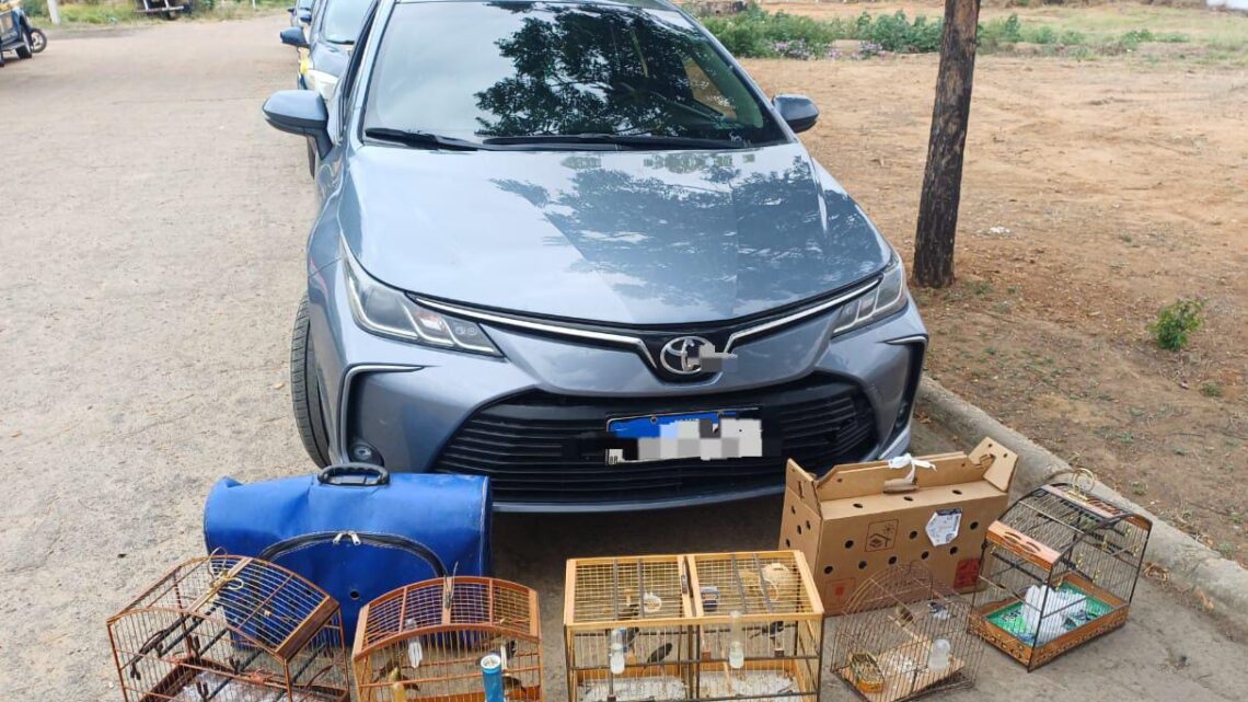PRF resgata 18 aves dentro de porta-malas de carro e motorista é autuado PRF resgata 18 aves dentro de porta-malas de carro e motorista é autuado
