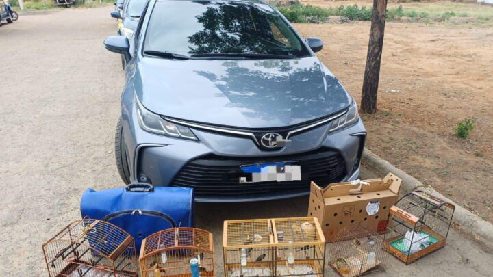 PRF resgata 18 aves dentro de porta-malas de carro e motorista é autuado