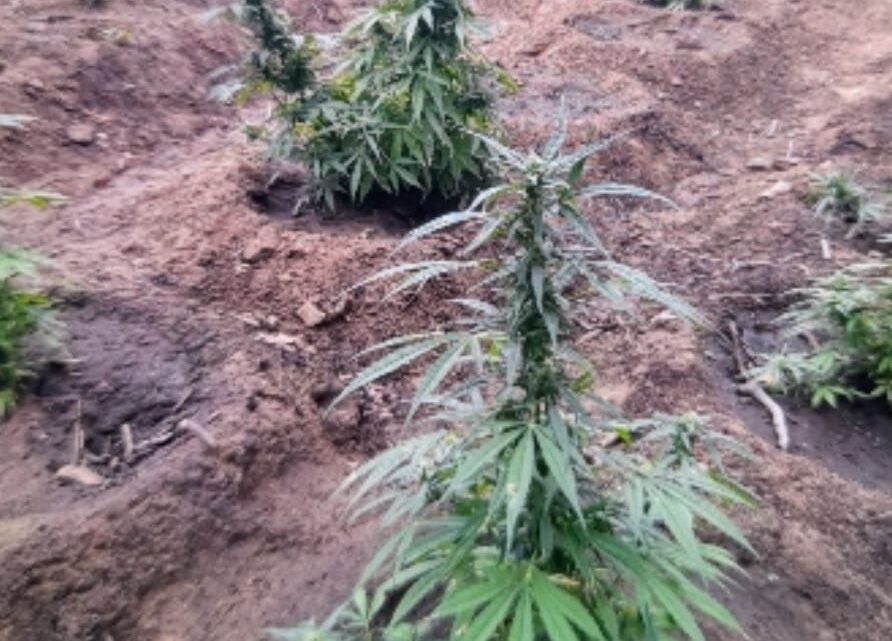 PM incinera cerca de 38 mil pés de maconha PM incinera cerca de 38 mil pés de maconha